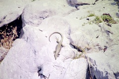 Dinarolacerta mosorensis