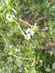 Psoralea candicans