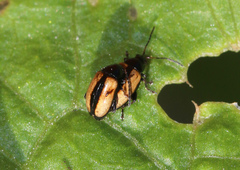 Phyllotreta armoraciae