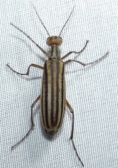 Epicauta occidentalis