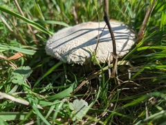 Macrolepiota mastoidea