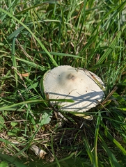 Macrolepiota mastoidea
