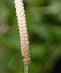 Pterygota