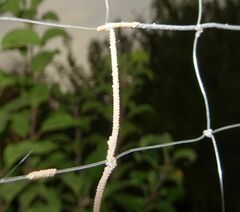 Pterygota