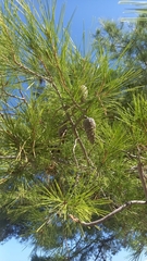 Pinus halepensis