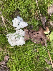 Didymium mucilago