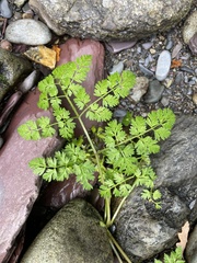 Anthriscus sylvestris