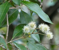 Backhousia leptopetala