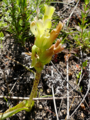 Lachenalia orchioides