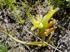 Lachenalia orchioides