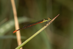 Argiocnemis rubescens