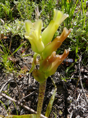 Lachenalia orchioides
