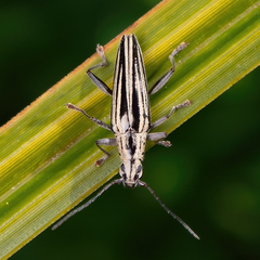 Navomorpha sulcata