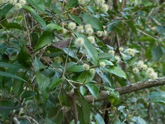 Backhousia leptopetala