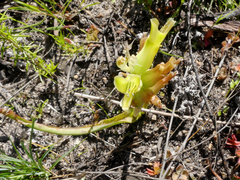 Lachenalia orchioides