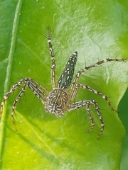 Hamadruas hieroglyphica