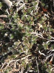 Selaginella dregei