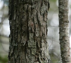 Backhousia leptopetala