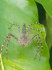 Hamadruas hieroglyphica