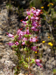 Erica anguliger
