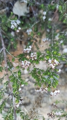 Erica umbellata