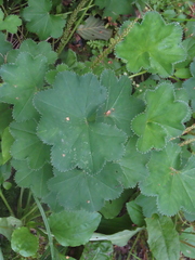Alchemilla
