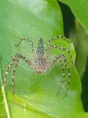 Hamadruas hieroglyphica