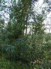 Backhousia leptopetala