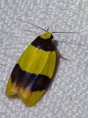 Heterallactis euchrysa