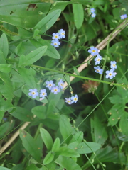 Myosotis