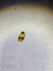 Heterallactis euchrysa