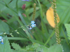 Myosotis
