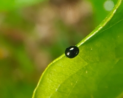 Chilocorus nigritus
