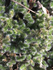 Selaginella dregei