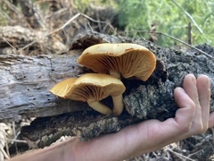 Gymnopilus suberis