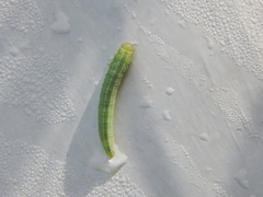 Tenthredopsis