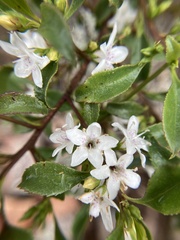 Myoporum