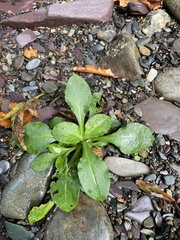 Bellis perennis