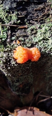 Tubifera