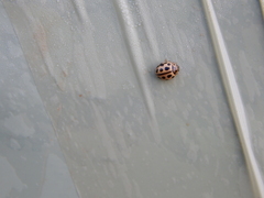 Tytthaspis sedecimpunctata