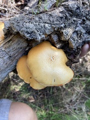 Gymnopilus suberis