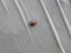 Tytthaspis sedecimpunctata