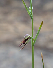 Calochilus paludosus
