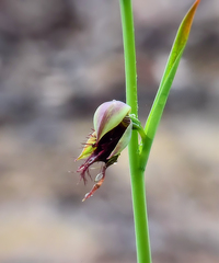 Calochilus paludosus