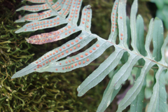 Polypodium interjectum