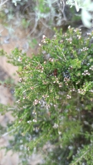 Erica umbellata