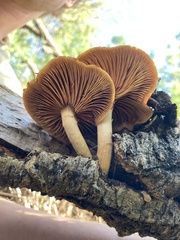Gymnopilus suberis