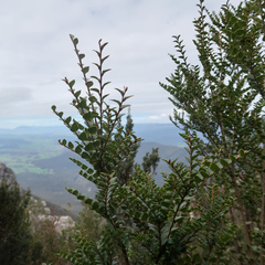 Nothofagus cunninghamii