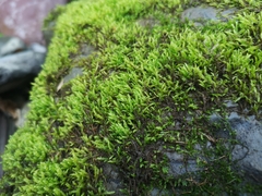 Brachythecium rivulare