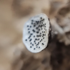 Poronia erici